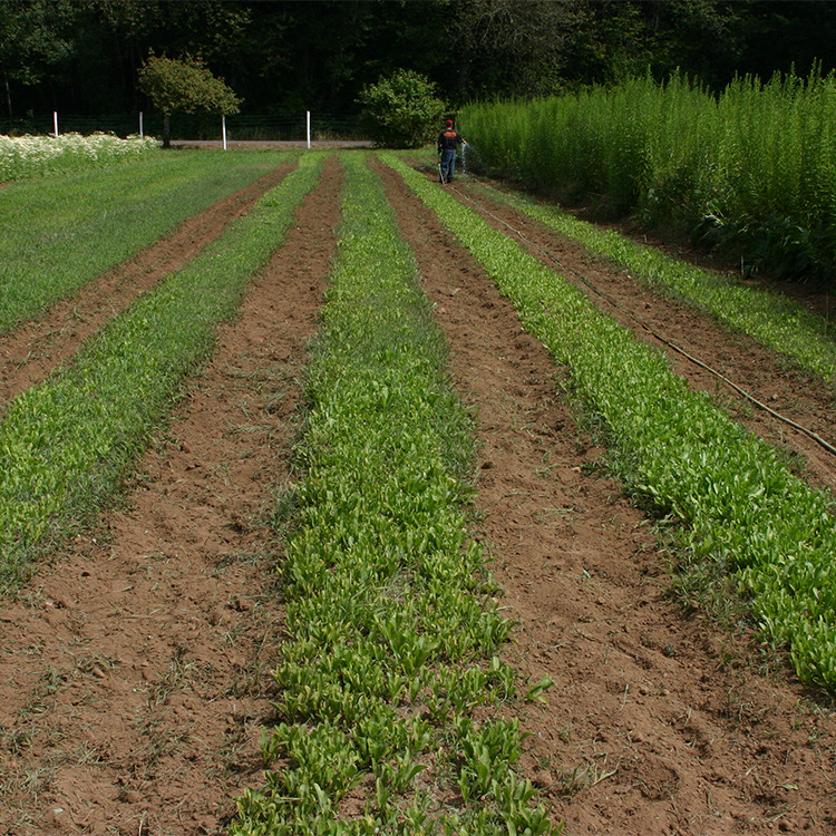 製法のメリット